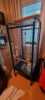 Papegaaienkooi, Dieren en Toebehoren, Mannelijk, Parkiet