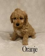 Labradoodle puppy's, nog 4 beschikbaar!, Overige rassen, 8 tot 15 weken, Parvo, Meerdere