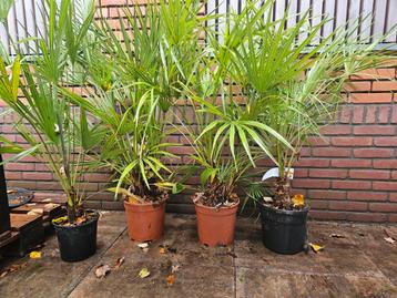 50 % KORTING europ. dwergpalmen : €20 beschikbaar voor biedingen