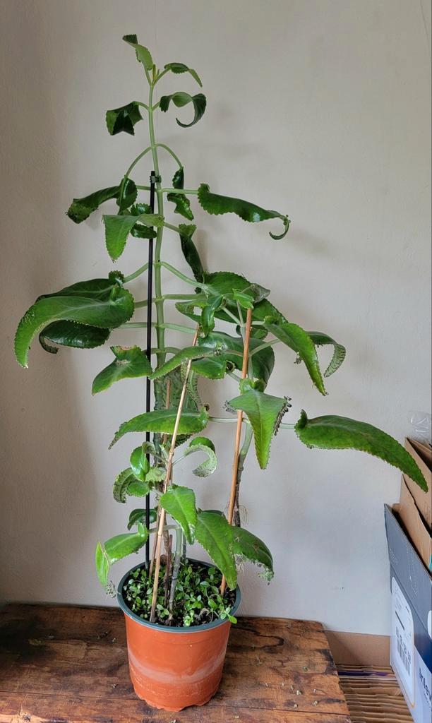 Grote Mother of thousand ruilen., Huis en Inrichting, Kamerplanten, Minder dan 100 cm, Halfschaduw, Ophalen