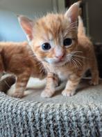 Rood, oranje beetje cypers gestreept kitten katertje, Dieren en Toebehoren, Katten en Kittens | Overige Katten, Meerdere dieren