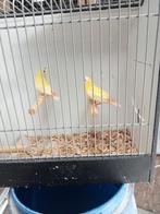 Gele driekleur amedine, Dieren en Toebehoren, Vogels | Overige Vogels, Meerdere dieren, Tropenvogel