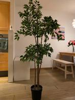 Kunststof Ficus Kamerplant in Pot, Ophalen, Ficus, Volledige schaduw, In pot