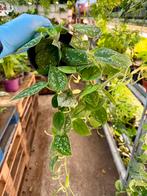 Scindapsus Silvery Ann p12 - Zilverrank, Ophalen of Verzenden