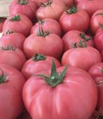 Roze grote tomaten stekjes, Zomer, Ophalen of Verzenden, Groenteplanten, Eenjarig