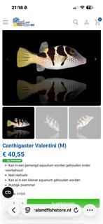 Valentini kogelvis, Vis, Zoutwatervis