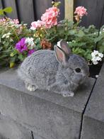 Prachtige kleurdwergen chinchilla's, Dieren en Toebehoren, Konijnen, Mannelijk, Dwerg