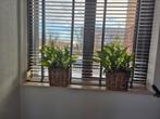 Rieten mand/bloembak incl planten, Huis en Inrichting, Ophalen of Verzenden, Zo goed als nieuw