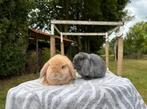 Prachtig Minilop koppeltje te koop, Dieren en Toebehoren, Konijnen, Meerdere dieren, Dwerg, Hangoor, 0 tot 2 jaar