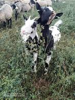 Bonte Melkgeit stel, Dieren en Toebehoren, Schapen, Geiten en Varkens, Meerdere dieren, Geit