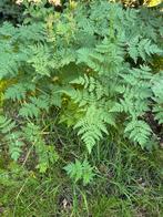 Flinke kervel plant . Roomse kervel. Onbespoten. Biologisch, Ophalen of Verzenden