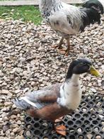 kuifeend (m), Dieren en Toebehoren, Pluimvee, Mannelijk, Eend