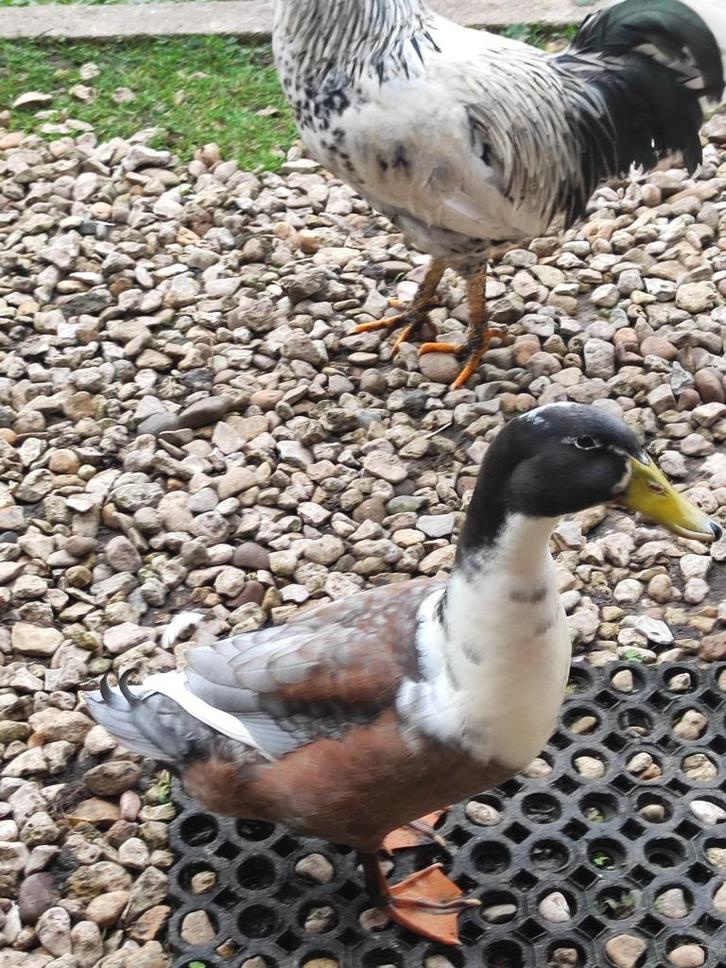 kuifeend (m), Dieren en Toebehoren, Pluimvee, Eend, Mannelijk