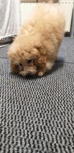 dwergpoedel pups ABRICO, Dieren en Toebehoren, België, Particulier, CDV (hondenziekte), 8 tot 15 weken