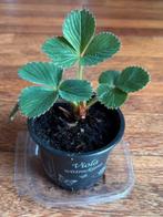 Gezocht aardbeien stekjes plant, Tuin en Terras, Ophalen, Volle zon, Vaste plant, Zomer