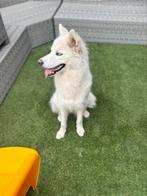 Lieve husky, België, Particulier, Rabiës (hondsdolheid), 15 weken tot 1 jaar