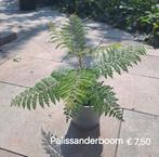 Pallisanderboom (Jacaranda) in pot, Overige soorten, 100 tot 250 cm, Zomer, Ophalen