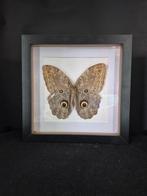 Caligo sp.(Uiloogvlinder) in luxe 3D lijst 22x22cm, Ophalen of Verzenden, Nieuw, Insect, Opgezet dier