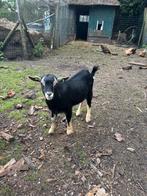 2 lieve makke dwergbokjes, Dieren en Toebehoren, Schapen, Geiten en Varkens, Mannelijk, Geit