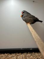 koppel charocal zebravink, Dieren en Toebehoren, Meerdere dieren, Geringd