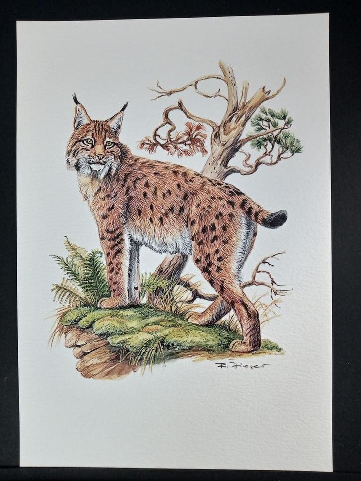 Lynx, Verzamelen, Foto's en Prenten, Zo goed als nieuw, Prent, Overige onderwerpen, Voor 1940, Verzenden