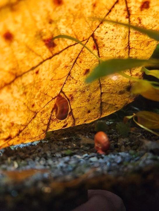Posthoornslakken, Dieren en Toebehoren, Vissen | Aquariumvissen, Kreeft, Krab of Garnaal