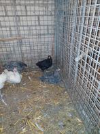 Raszuivere Marans hanen, Dieren en Toebehoren, Mannelijk, Kip
