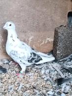 Rechtstreekse Gert Rotman, Dieren en Toebehoren, Vogels | Duiven, Vrouwelijk, Postduif