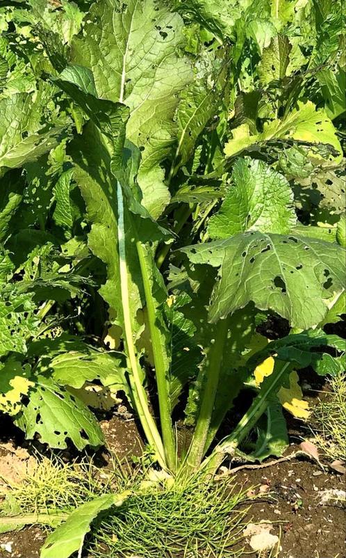 Gezocht: Nozawana zaden. Brassica rapa var Hakabura knolraap, Tuin en Terras, Bloembollen en Zaden, Ophalen of Verzenden