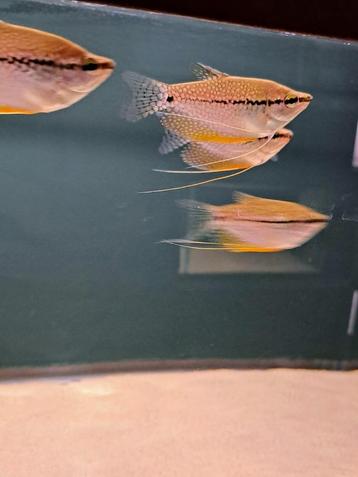 Diamantgourami (Trichogaster leeri) beschikbaar voor biedingen