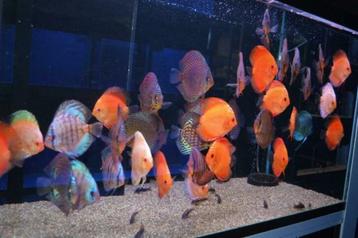 75000 vissen, malawi, discus, zalmen, tetra`s, gourami, cory beschikbaar voor biedingen
