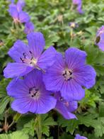 Tuinplanten Vaste planten Geranium blauw (Johnson's blue), Vaste plant, Halfschaduw, Zomer, Ophalen