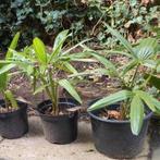 Trachycarpus fortunei (winterharde palm), Ophalen of Verzenden, Overige soorten, Bloeit niet, Volle zon