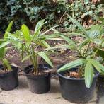 Trachycarpus fortunei (winterharde palm), Tuin en Terras, Planten | Tuinplanten, Ophalen of Verzenden, Overige soorten, Bloeit niet