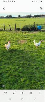 3 Witte Leghorns + Haan, Dieren en Toebehoren, Vrouwelijk, Kip