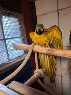 Te koop blauw gele ara man, Mannelijk, Papegaai, Geringd