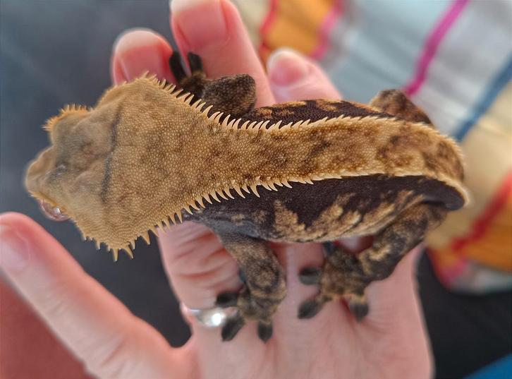 Mooie wimpergekko man black-base, Dieren en Toebehoren, Reptielen en Amfibieën, Hagedis, 3 tot 6 jaar, Tam