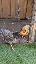 2 Wyandotte krielkippen ingeënt ongeveer 10 maanden oud, Dieren en Toebehoren, Pluimvee, Vrouwelijk, Kip