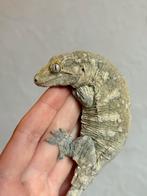 Pine Island leachianus man, Hagedis, Tam, 0 tot 2 jaar