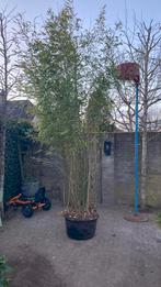 Bamboe plant 3 mtr te koop, Ophalen, Bloeit niet, Halfschaduw, Overige soorten