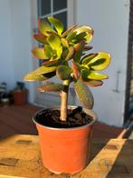 Jade plant kamerplant easy to grow cactus, Huis en Inrichting, Kamerplanten, Ophalen, Halfschaduw, Minder dan 100 cm