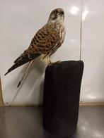 Opgezette vogel, Ophalen, Zo goed als nieuw, Vogel, Opgezet dier
