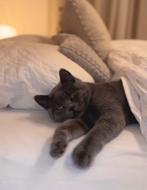 Brits Korthaar kat, Dieren en Toebehoren, Katten en Kittens | Overige Katten, Poes