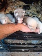 Fretten pups, Dieren en Toebehoren, Overige Dieren, Mei, Meerdere dieren