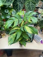 Epipremnum pinnatum golden flame xl bladstekken geworteld, Ophalen of Verzenden, Halfschaduw, Minder dan 100 cm