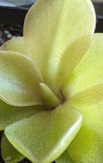 Vleesetende plant Pinguicula, Huis en Inrichting, Kamerplanten, Ophalen of Verzenden, Overige soorten, Minder dan 100 cm