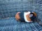 2 prachtige cavia beertjes, Dieren en Toebehoren, Knaagdieren, Augustus, Mannelijk, Cavia