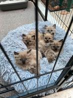 Ragdoll Kitten te koop, Dieren en Toebehoren, Katten en Kittens | Raskatten | Langhaar, Meerdere dieren, Ontwormd, 0 tot 2 jaar