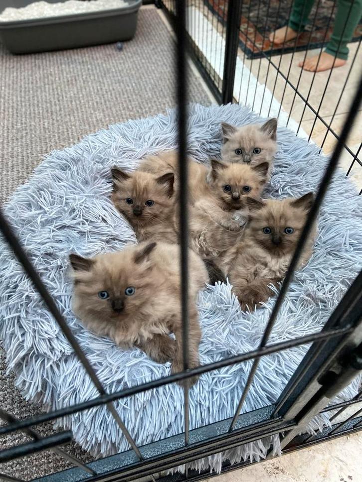 Ragdoll Kitten te koop, Dieren en Toebehoren, Katten en Kittens | Raskatten | Langhaar, Meerdere dieren, 0 tot 2 jaar, Ontwormd