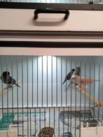 2 koppels mozaïek, Dieren en Toebehoren, Vogels | Kanaries, Meerdere dieren, Kleurkanarie